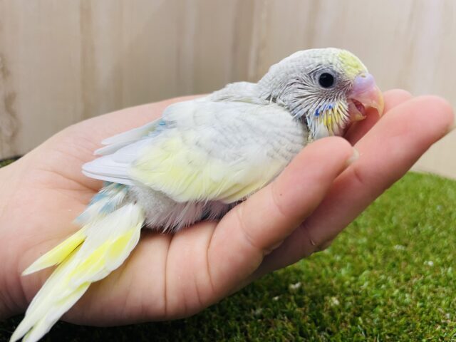 ドキドキ❣️ドン❗️ドン❗️前のめりー🌈 セキセイインコ パステルレインボースパングルパイド セキセイインコ