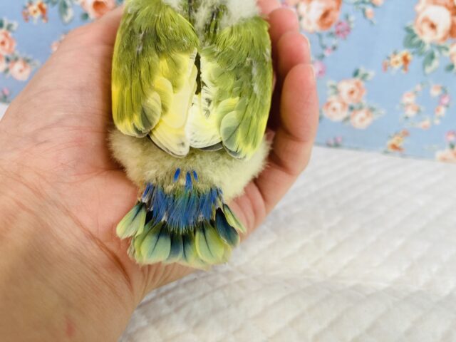 コザクラインコ（小桜インコ）