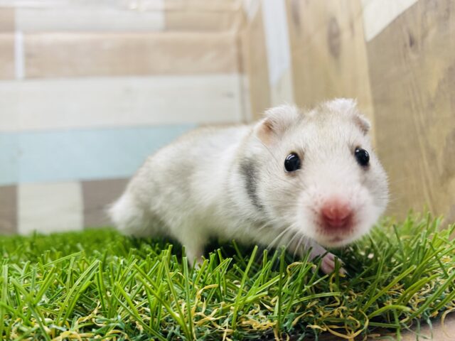 ゴールデンハムスター