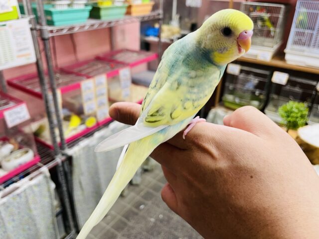 セキセイインコ