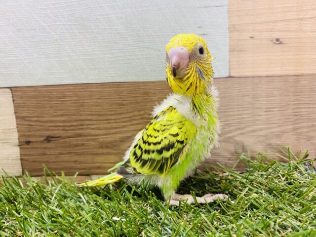 セキセイインコ