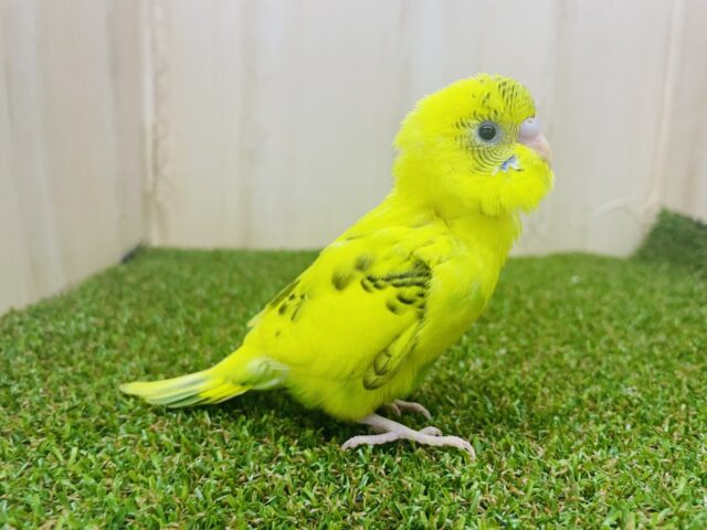 セキセイインコ