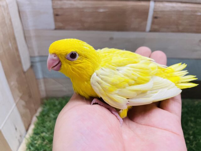 サザナミインコ