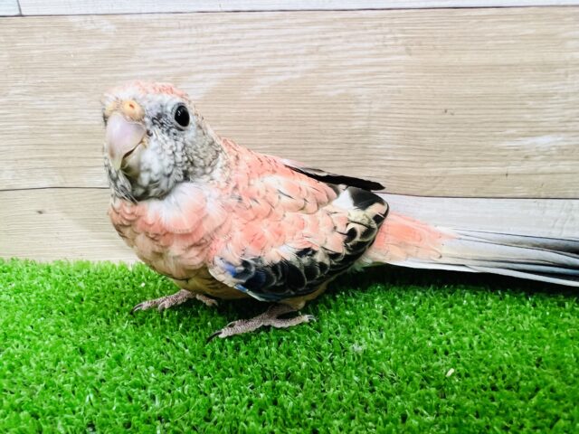 アキクサインコ（秋草インコ）