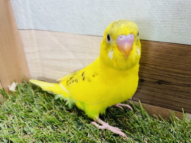 セキセイインコ