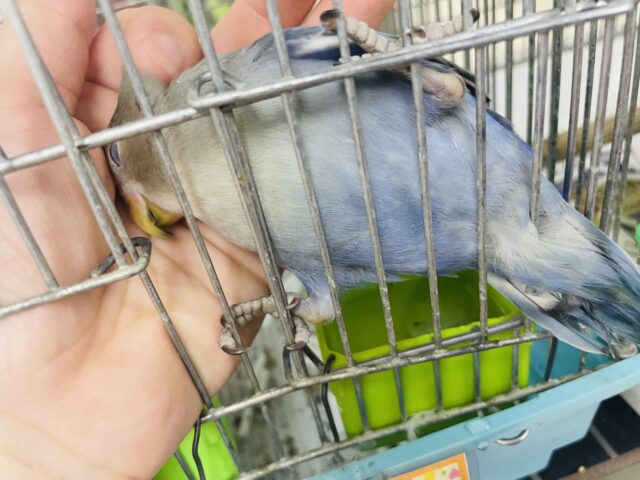 コザクラインコ（小桜インコ）