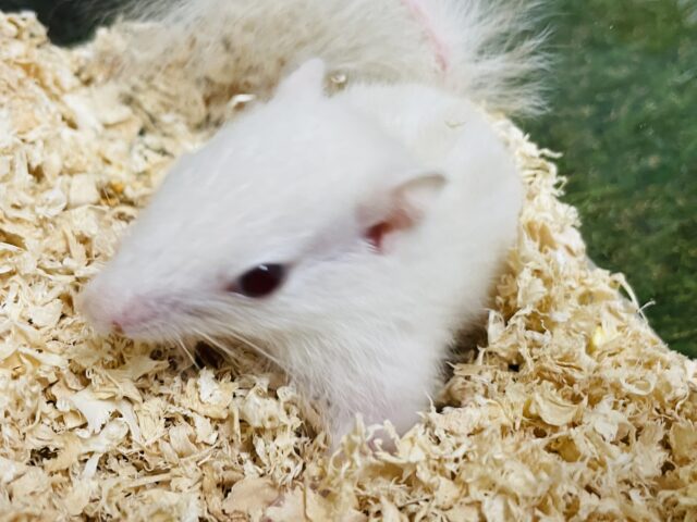 ホワイトシマリス