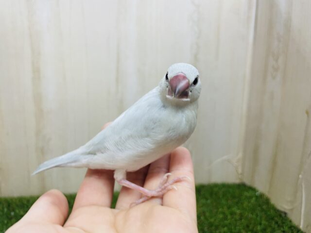 シルバー文鳥