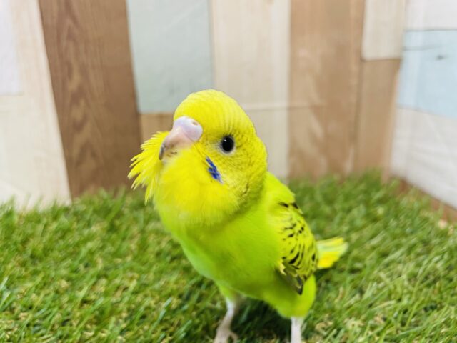 セキセイインコ