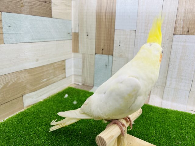 オカメインコ