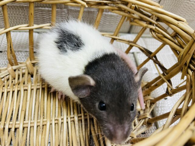 ファンシーラット