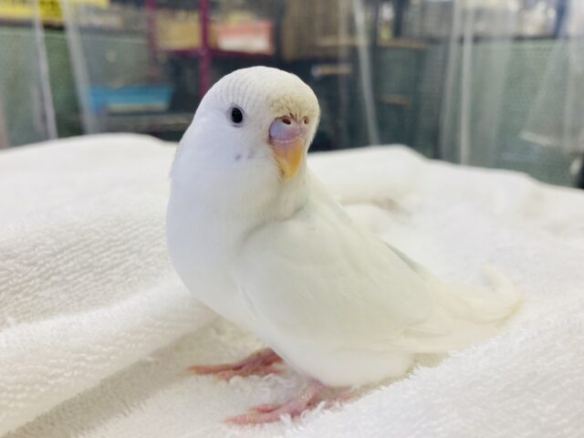 セキセイインコ