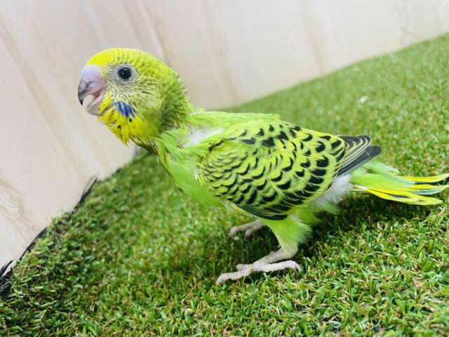 セキセイインコ