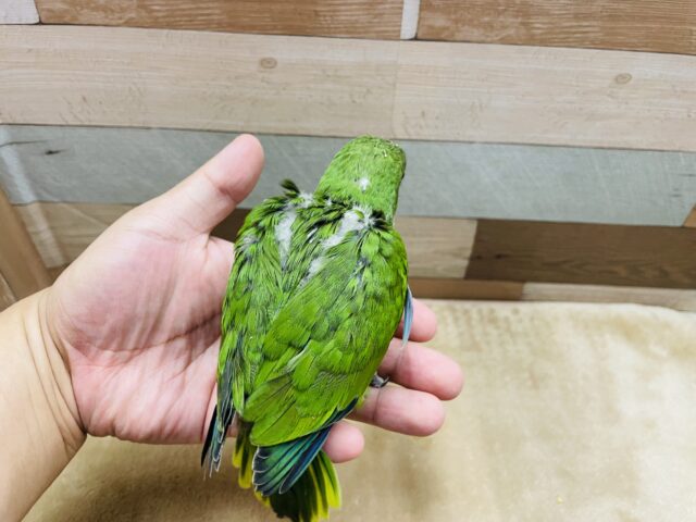 最新画像あります☆ヒナ餌卒業‼️上目遣いが可愛らしい!!オキナインコのグリーン! オキナインコ