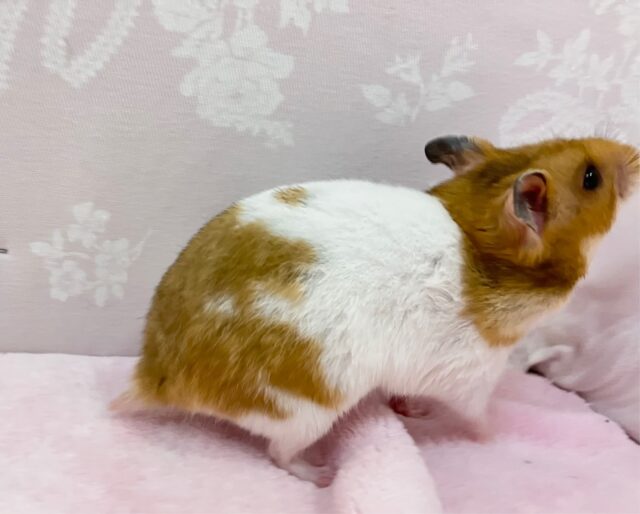 ゴールデンハムスター