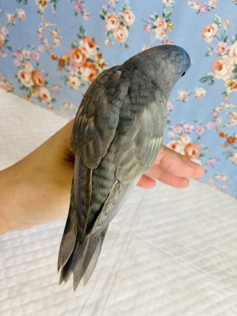 サザナミインコ