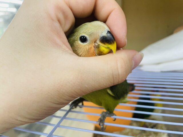 コザクラインコ（小桜インコ）