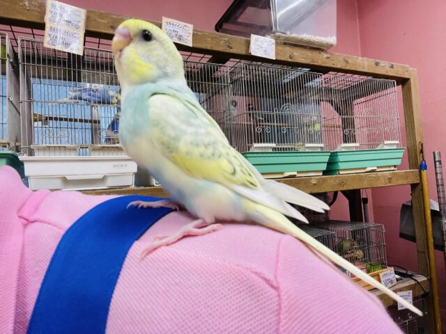 セキセイインコ