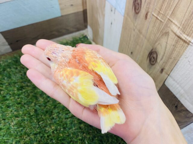 アキクサインコ（秋草インコ）
