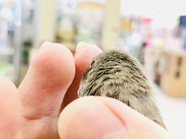 錦花鳥（キンカチョウ）