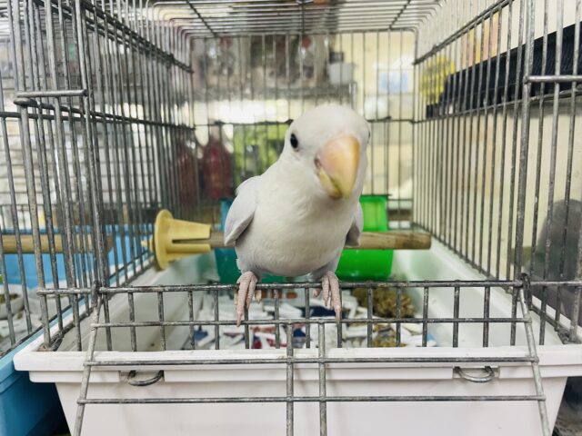 コザクラインコ（小桜インコ）