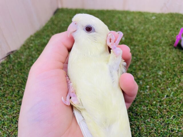 サザナミインコ