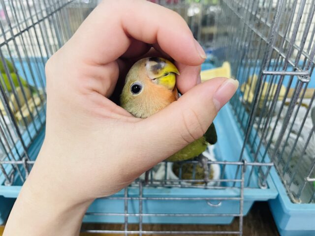 コザクラインコ（小桜インコ）