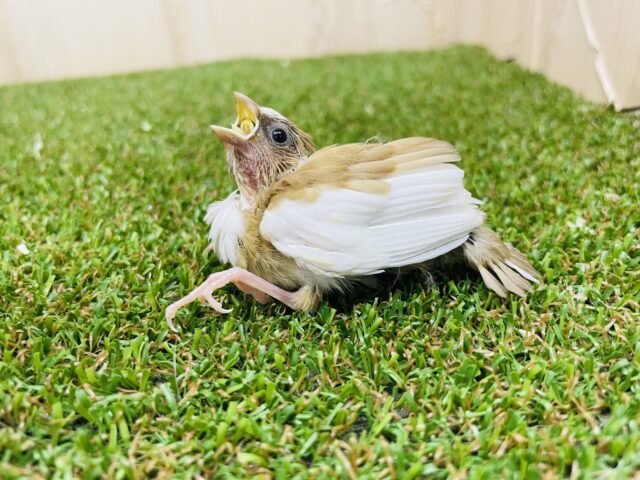 十姉妹（ジュウシマツ）