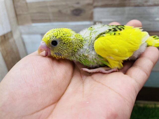 セキセイインコ