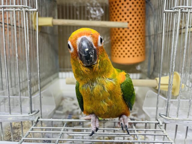 コガネメキシコインコ