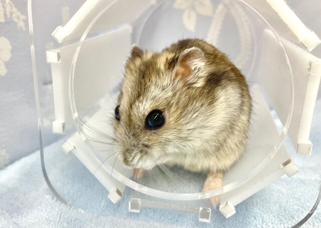 ジャンガリアン