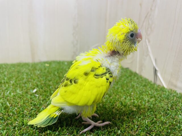 セキセイインコ