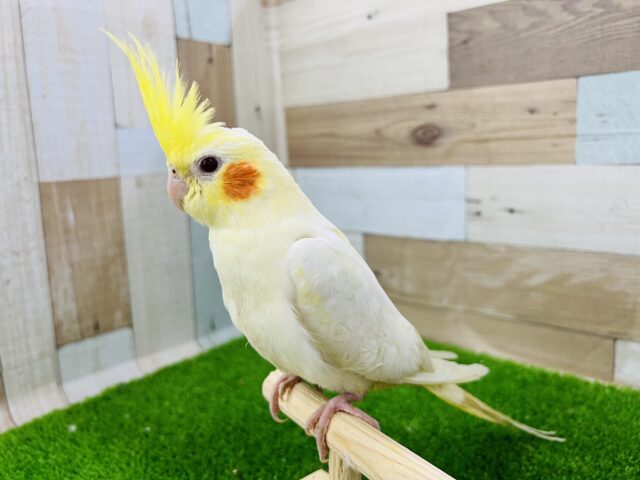 オカメインコ