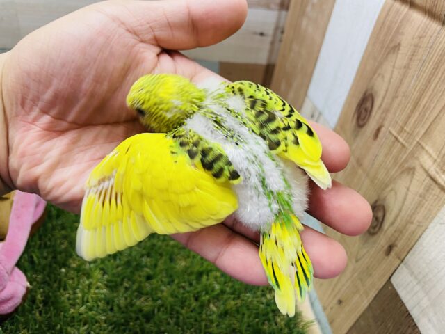 セキセイインコ