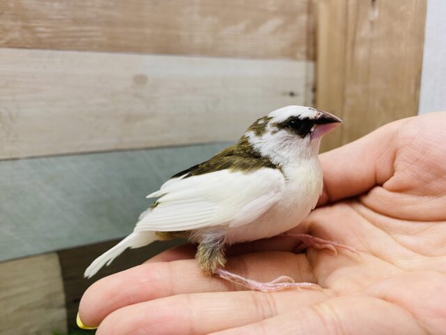 十姉妹（ジュウシマツ）