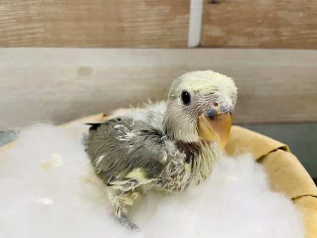 コザクラインコ（小桜インコ）