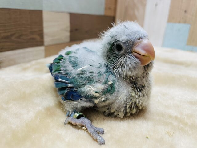 オキナインコ