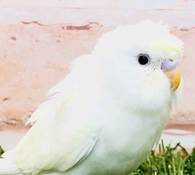 羽衣セキセイインコ