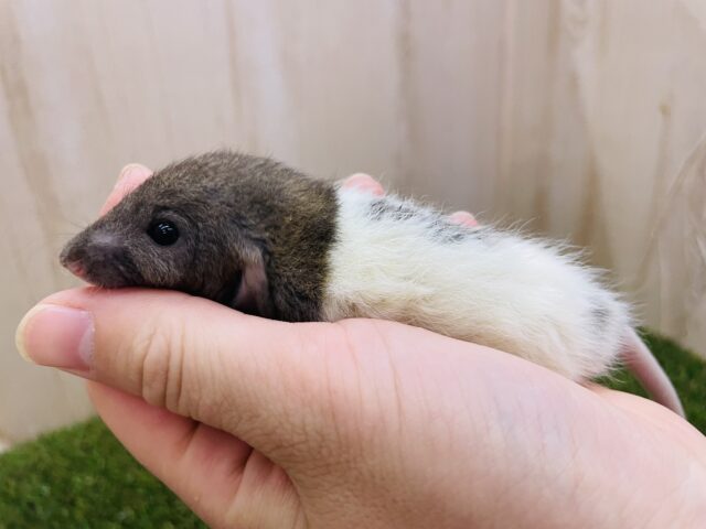 ファンシーラット