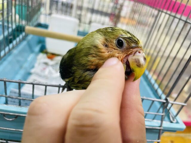 コザクラインコ（小桜インコ）
