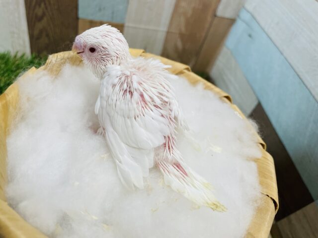 セキセイインコ