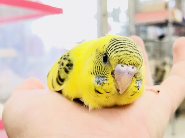 セキセイインコ