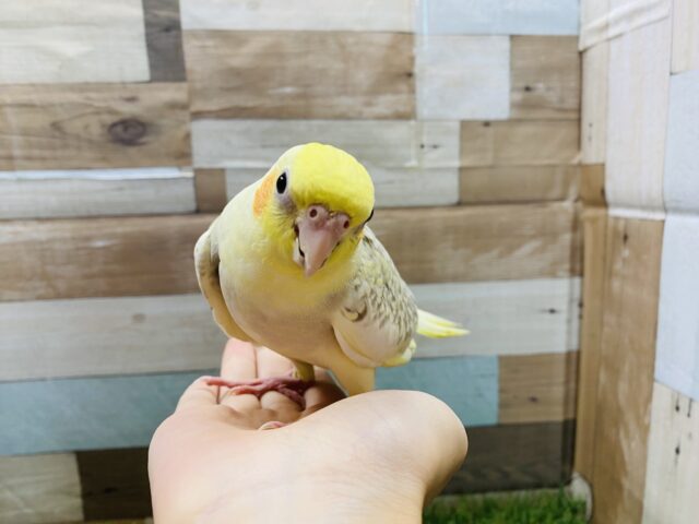 オカメインコ