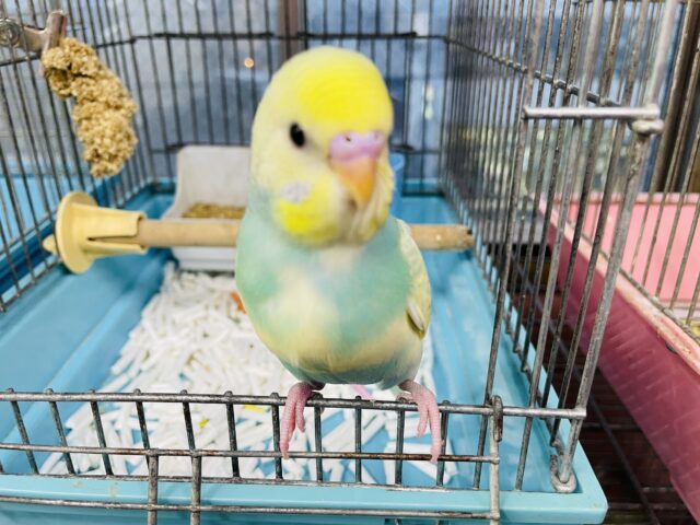 セキセイインコ