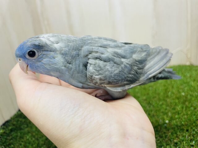 サザナミインコ