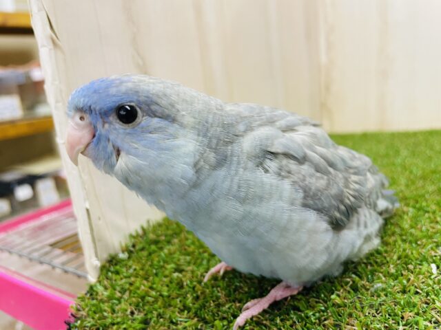 サザナミインコ