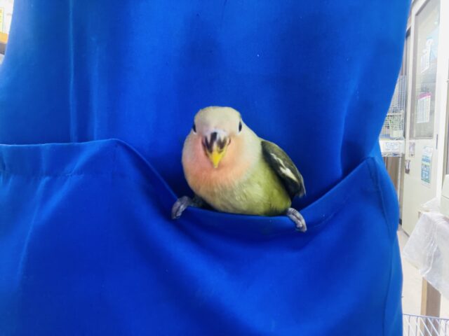 コザクラインコ（小桜インコ）