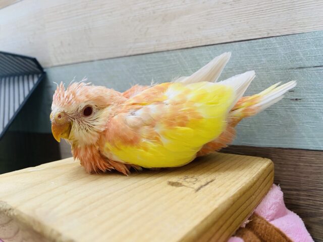 アキクサインコ（秋草インコ）