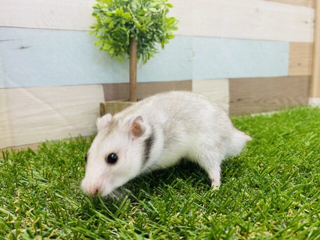 ゴールデンハムスター