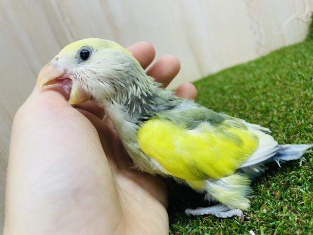 コザクラインコ（小桜インコ）